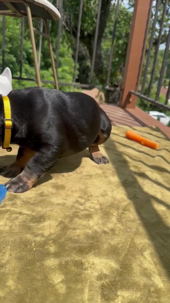 French Bulldog dogs for sale: Pepper - Video 1