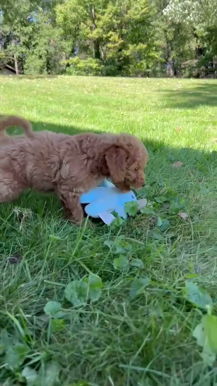 Mini Goldendoodle dogs for sale: Dante 💎 - Video 1