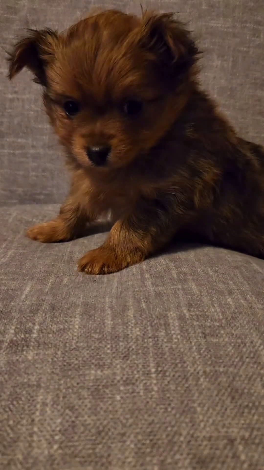 Mixed Breed dogs for sale: Yorkie, Pomeranian, Yoranian, Porkie - Video 3