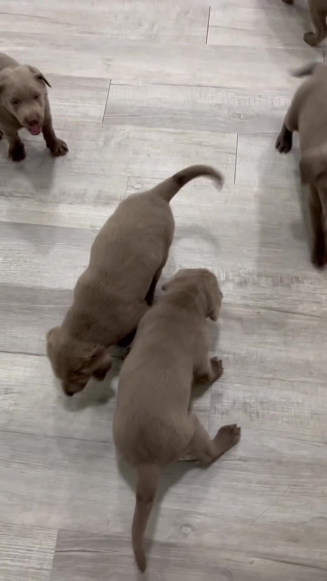 Labrador Retriever dogs for sale: Raine - Video 2