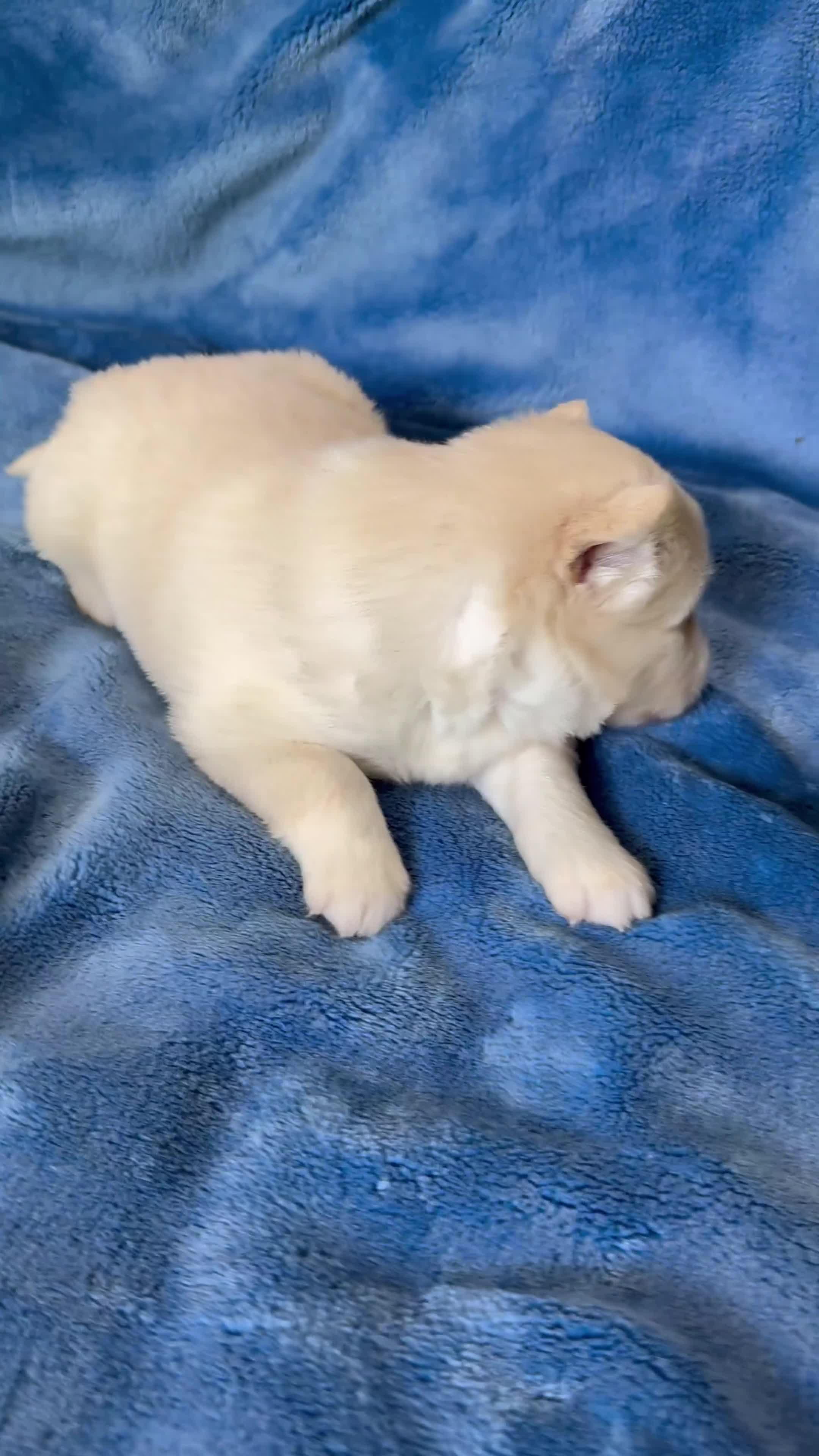 Pomsky dogs for sale: Rosalind - Video 1