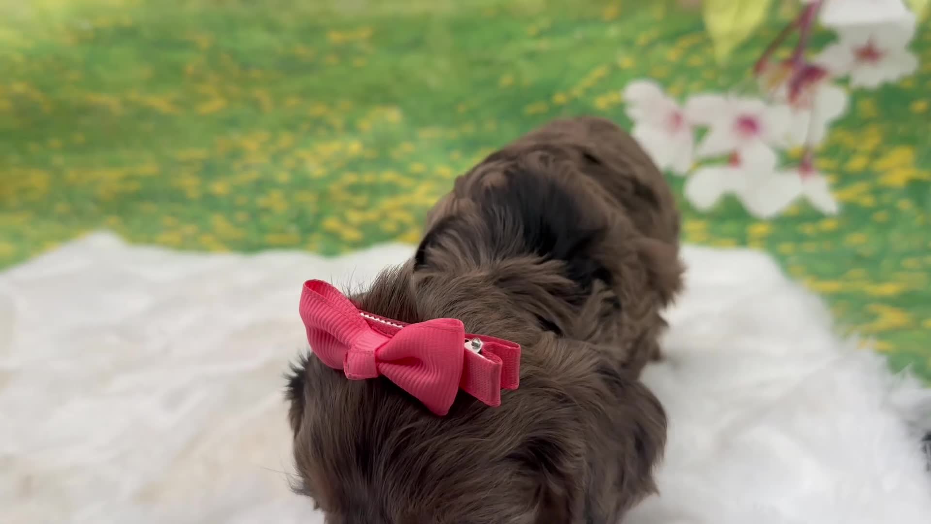 Cavapoo dogs for sale: Bently  - Video 3