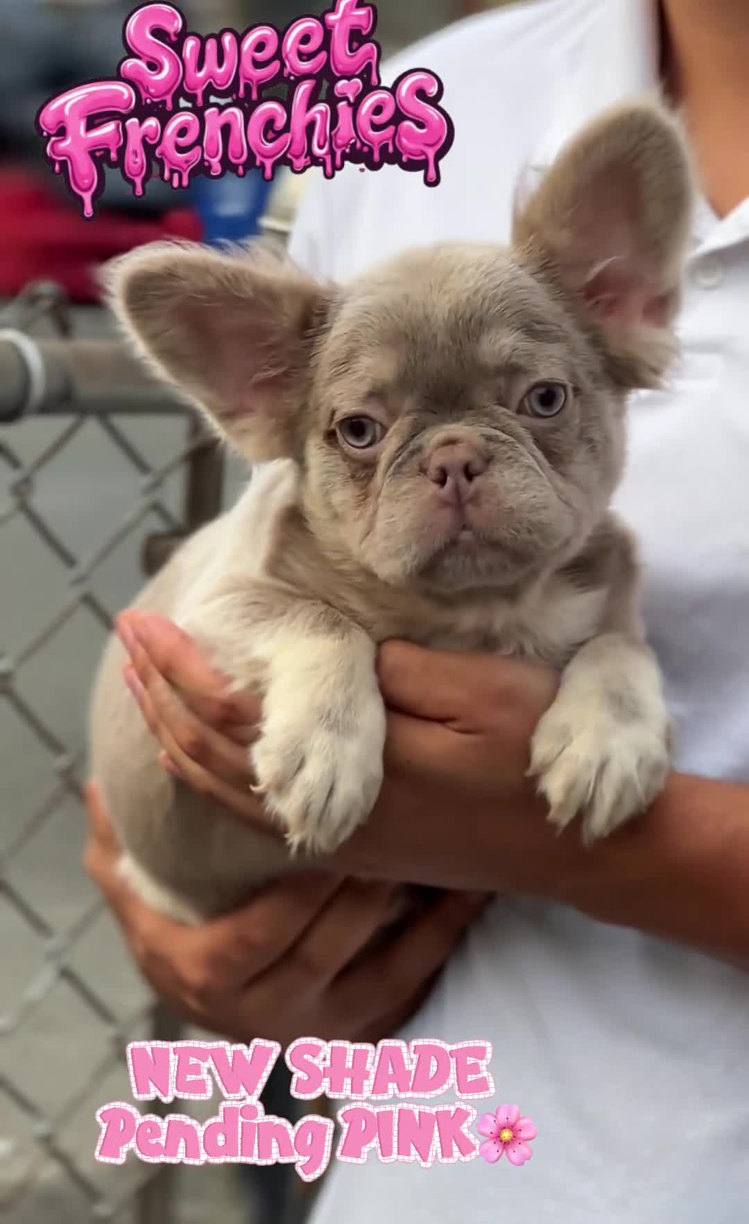 French Bulldog dogs for sale: Britney - Video 1