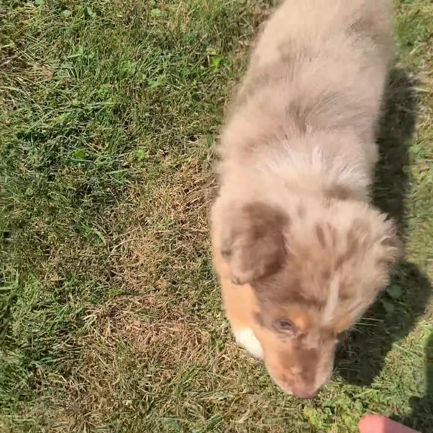 Australian Shepherd dogs for sale: Jay - Video 1