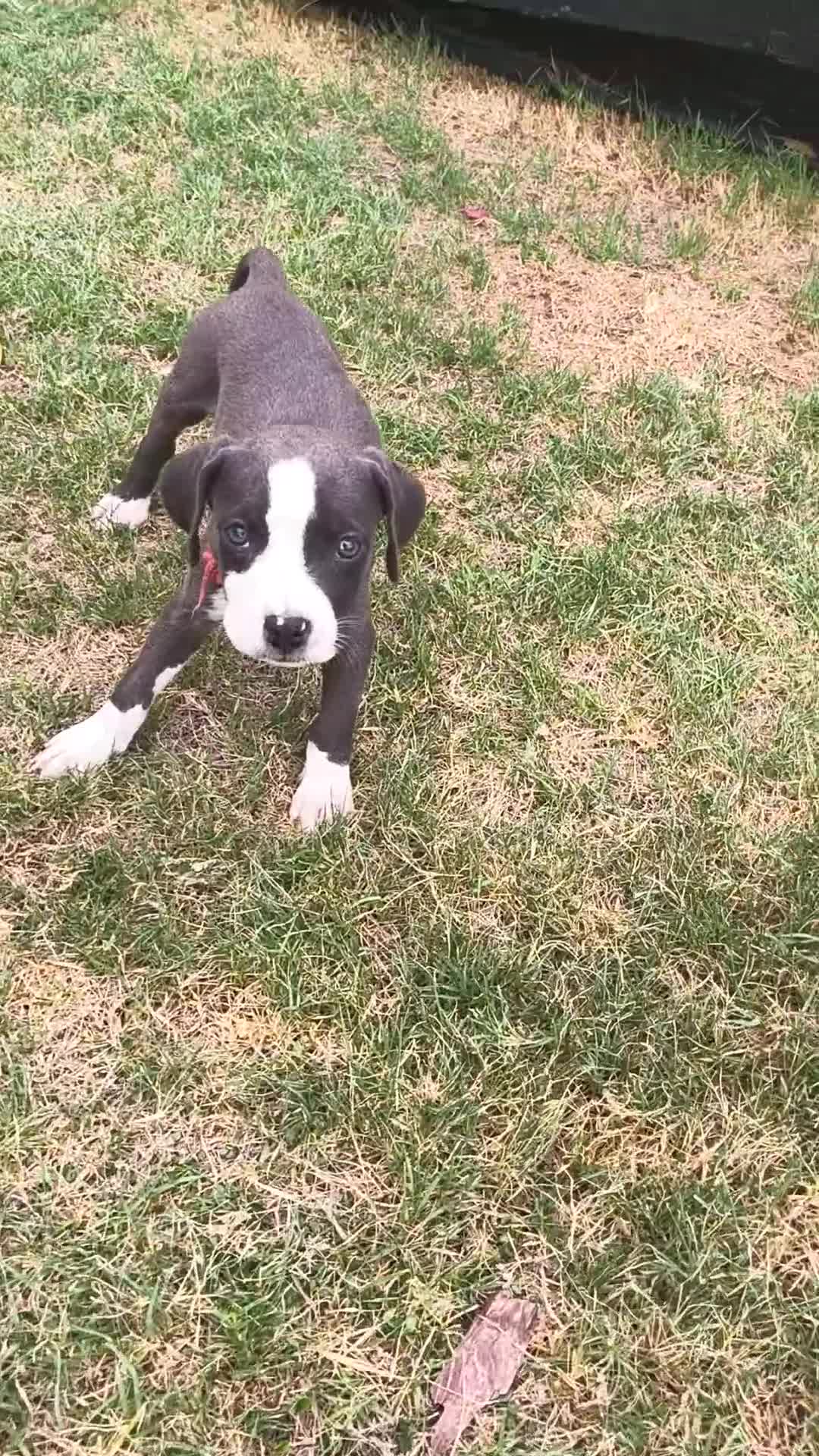 American Pit Bull Terrier dogs for sale: Bingo - Video 1