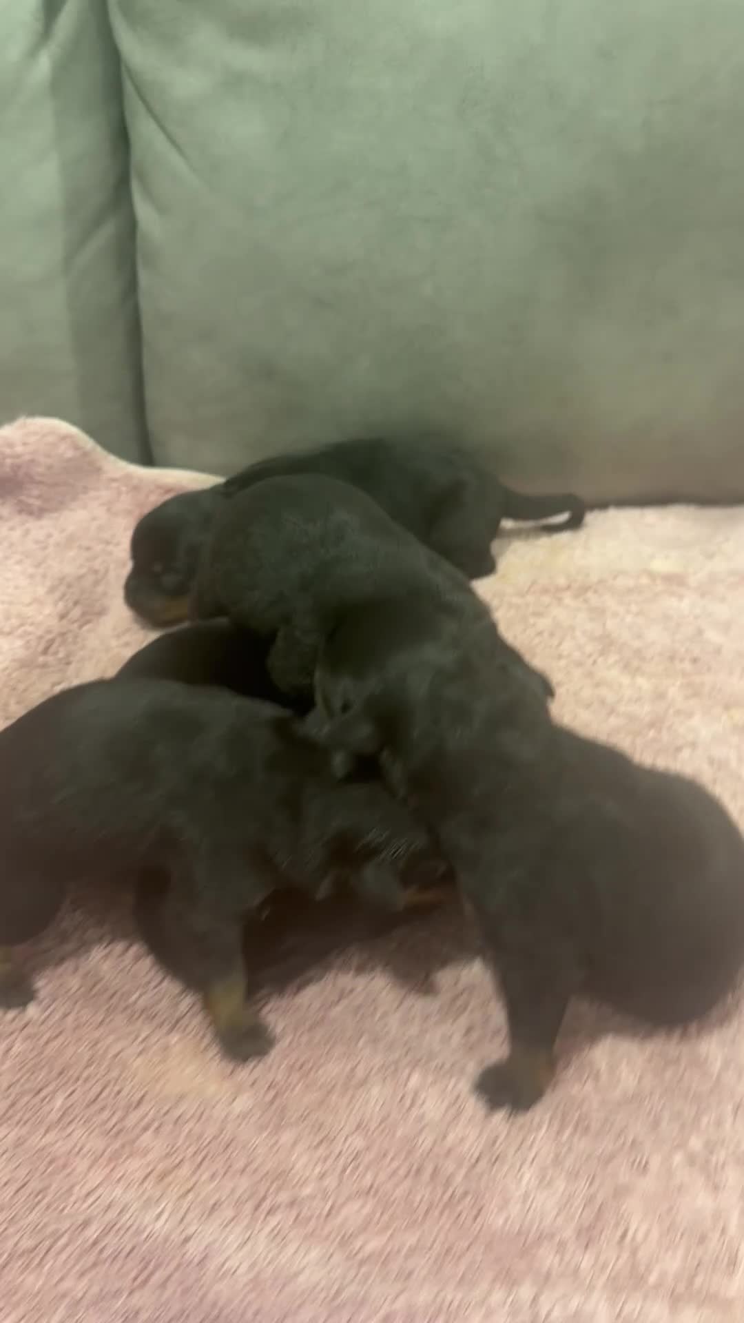 Rottweiler dogs for sale: Rottweiler Puppy 6 - Video 1