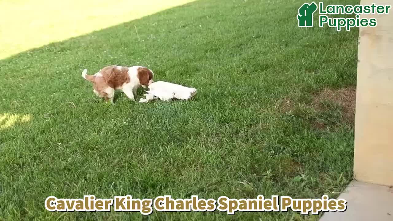 Cavalier King Charles Spaniel dogs for sale: Jack  - Video 1