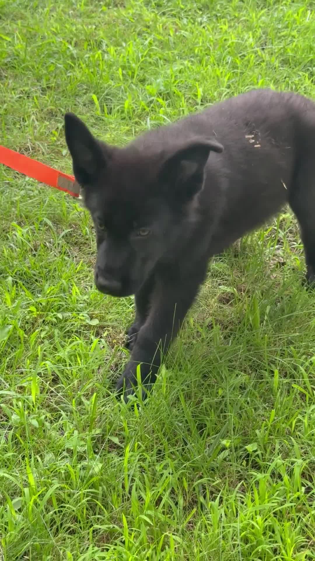 German Shepherd dogs for sale: UÑA - Video 3