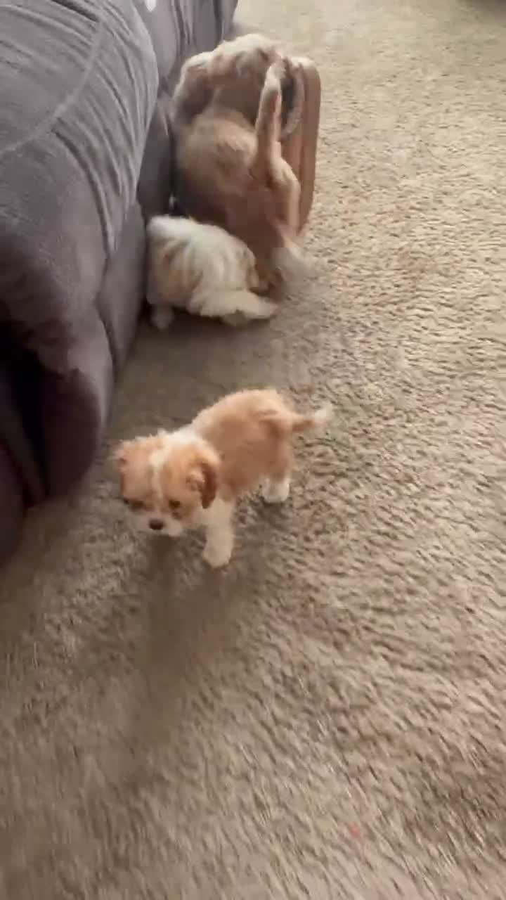 Cavapoo dogs for sale: Misty - Video 1