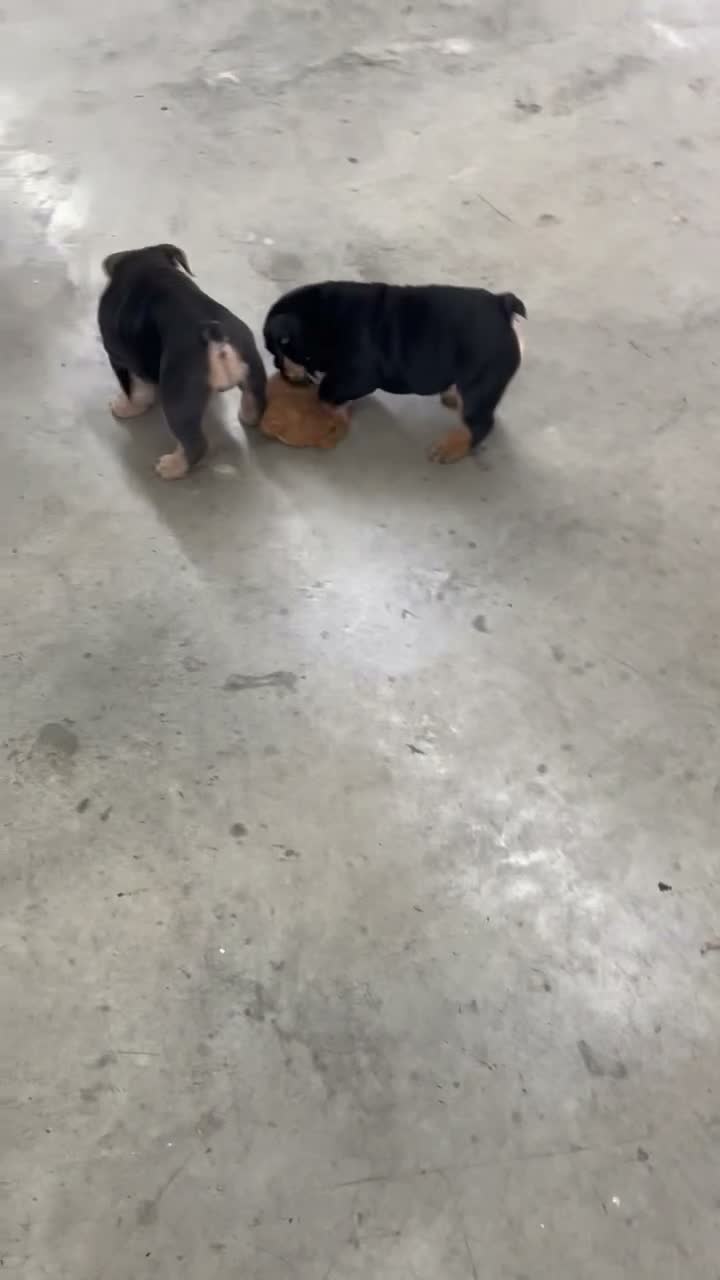 English Bulldog dogs for sale: Hallie - Video 1