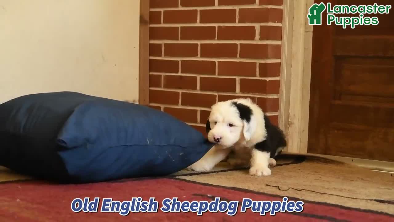 Old English Sheepdog dogs for sale: Fly   - Video 1