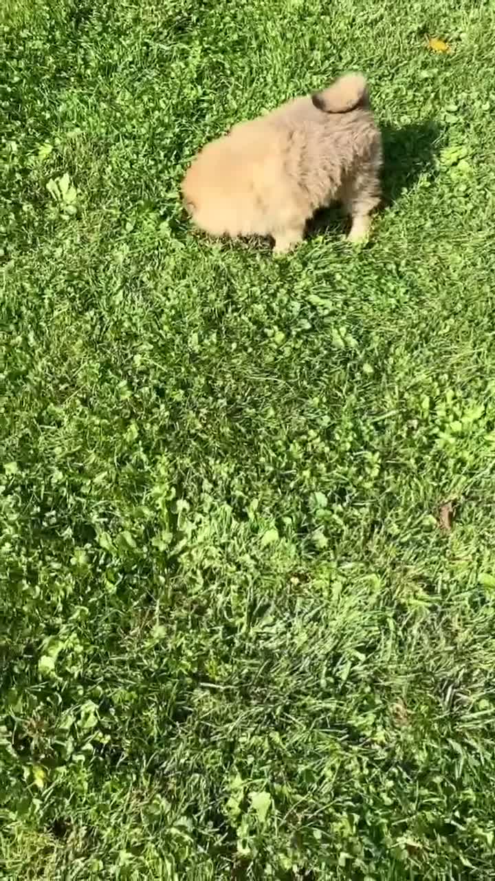 Pomeranian dogs for sale: Girl Bluey - Video 1