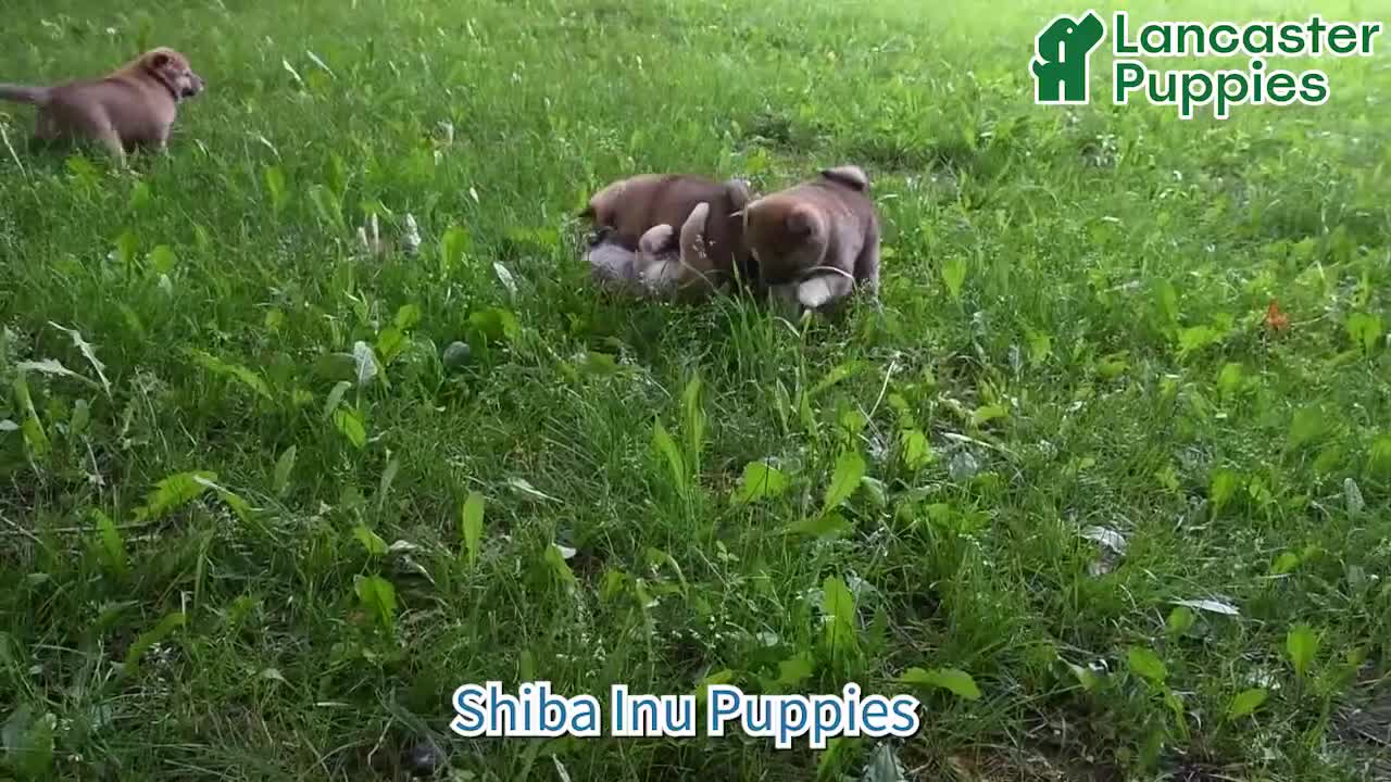 Pomeranian dogs for sale: Mable - Video 1