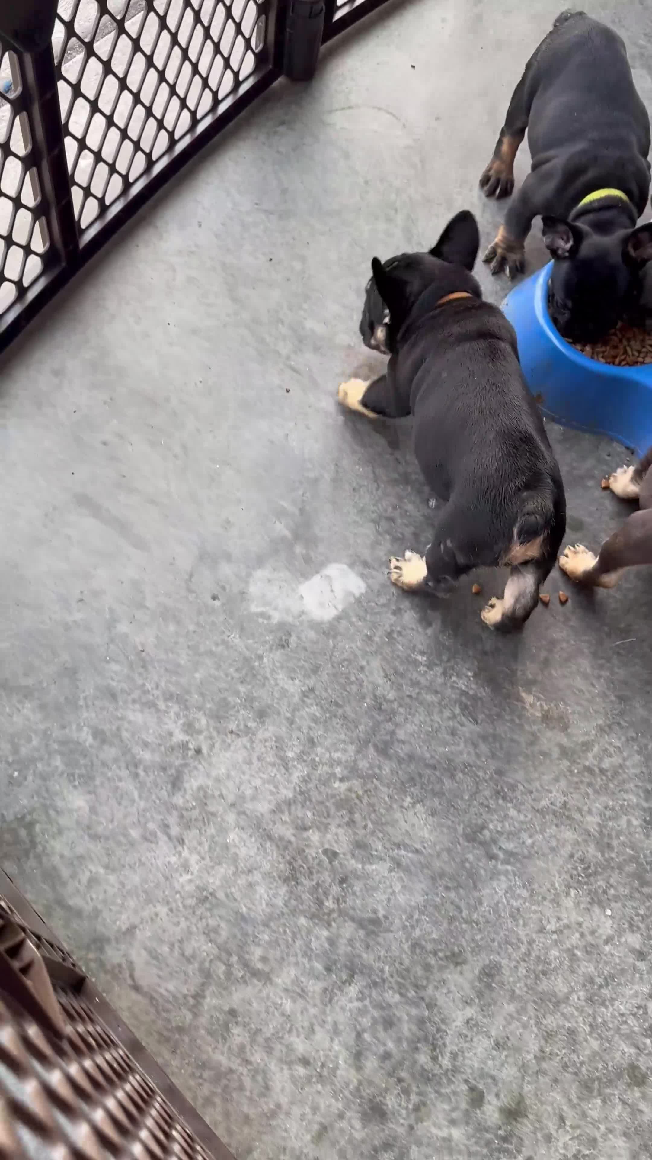 French Bulldog dogs for sale: Roddy - Video 1