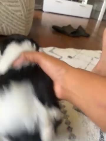 Shihpoo dogs for sale: Cookie - Video 1