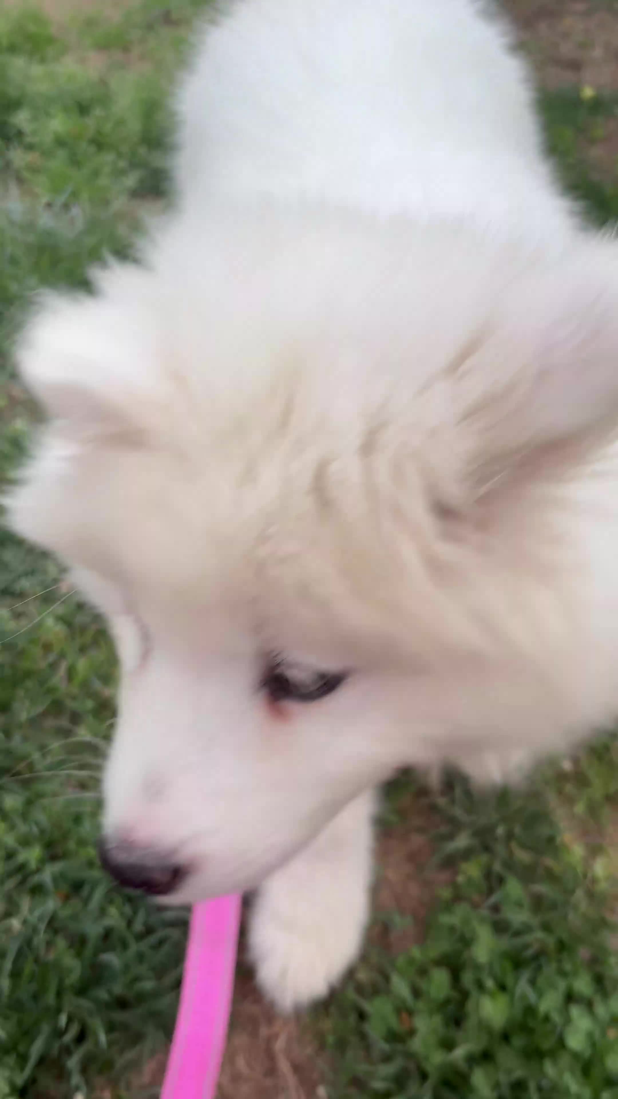 Samoyed dogs for sale: Samoyed Puppy 1 - Video 2