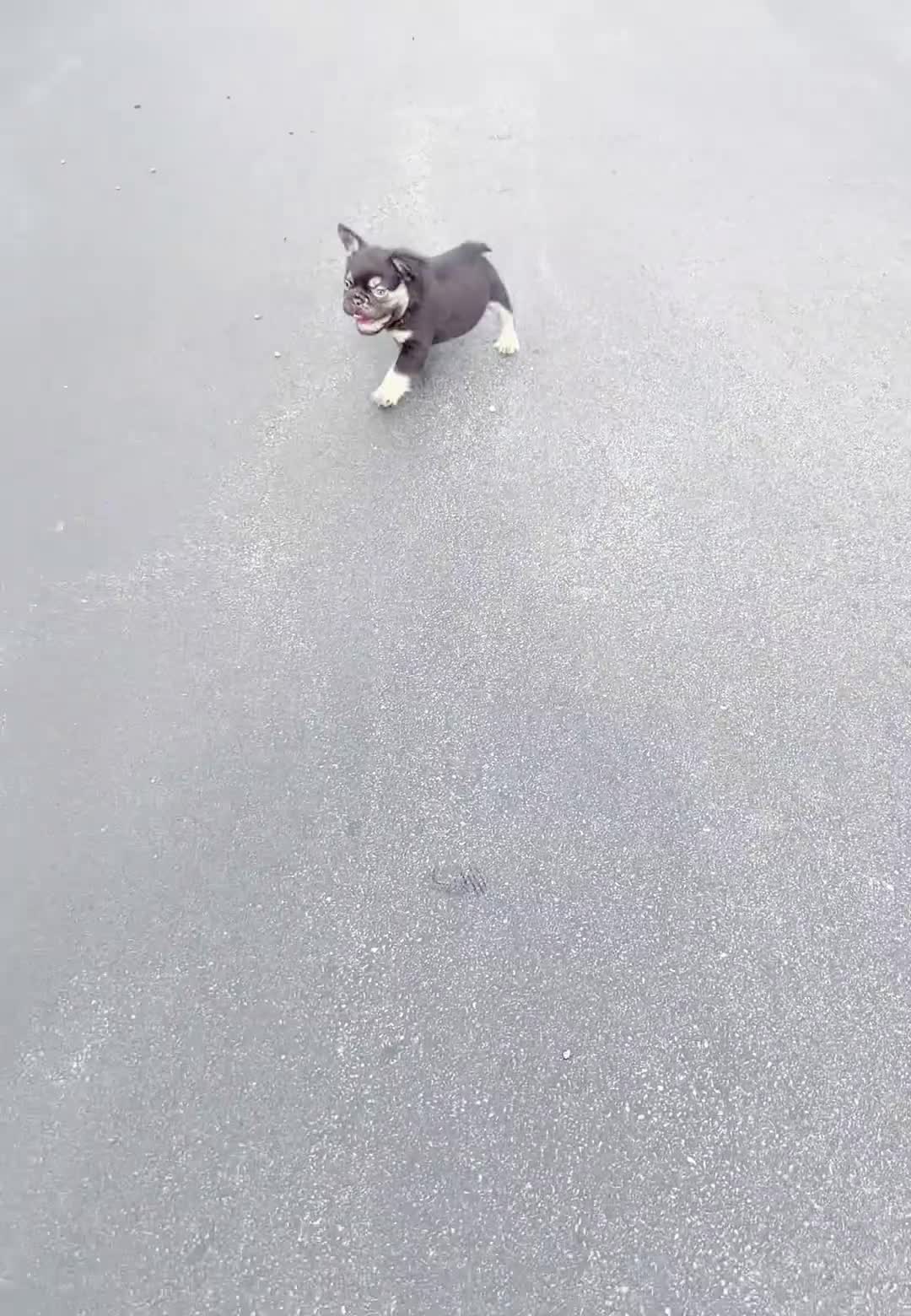 French Bulldog dogs for sale: Han solo - Video 1