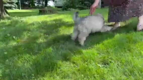 Eskipoo dogs for sale: Tucker - Video 1
