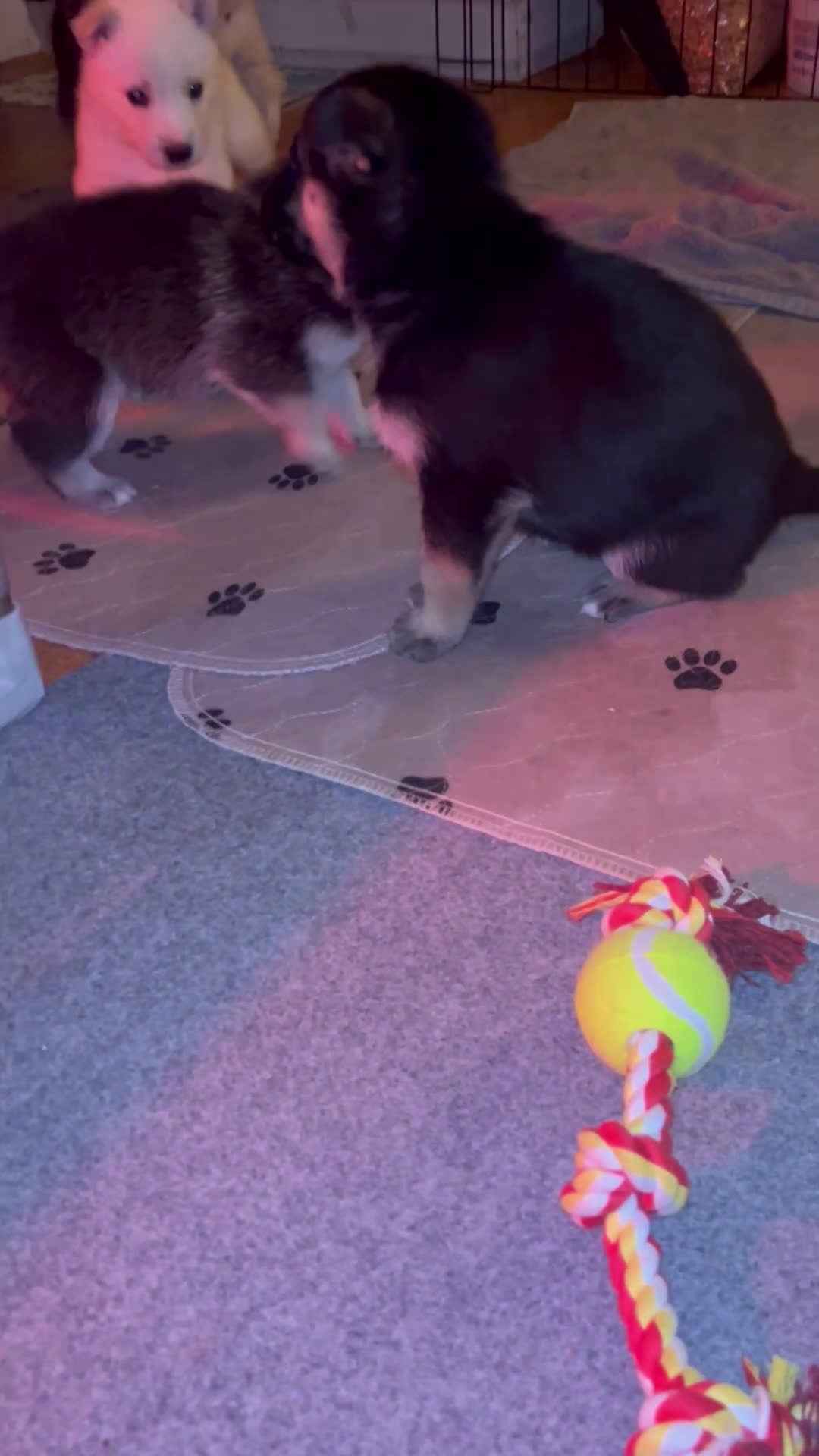 Gerberian Shepsky dogs for sale: (Magenta collar) Gerberian Shepsky Puppy 7 - Video 1