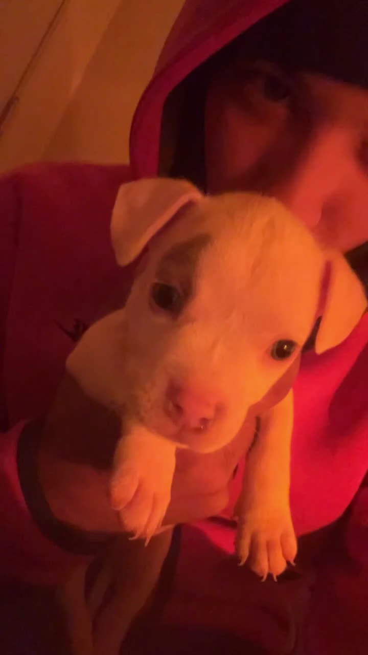American Bully dogs for sale: American Bully Puppy 2 - Video 5