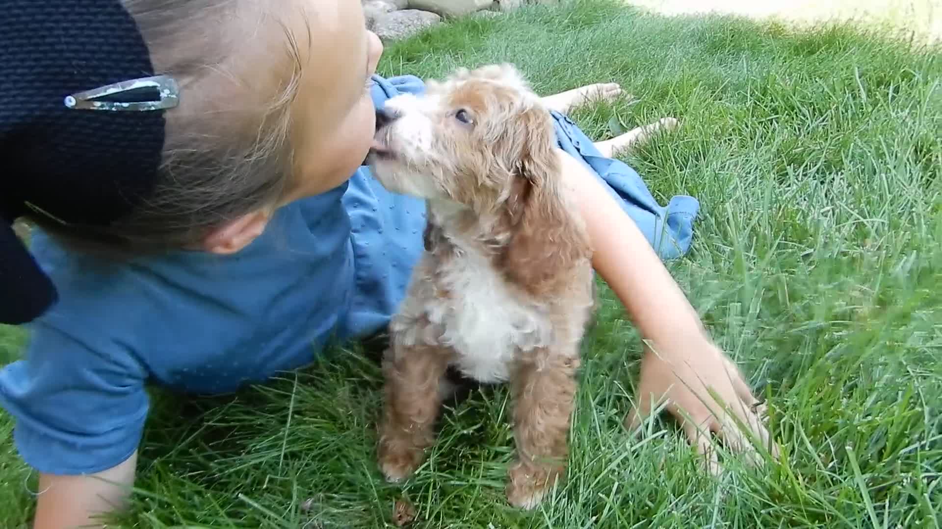 Mini Goldendoodle dogs for sale: Charlie - Video 1