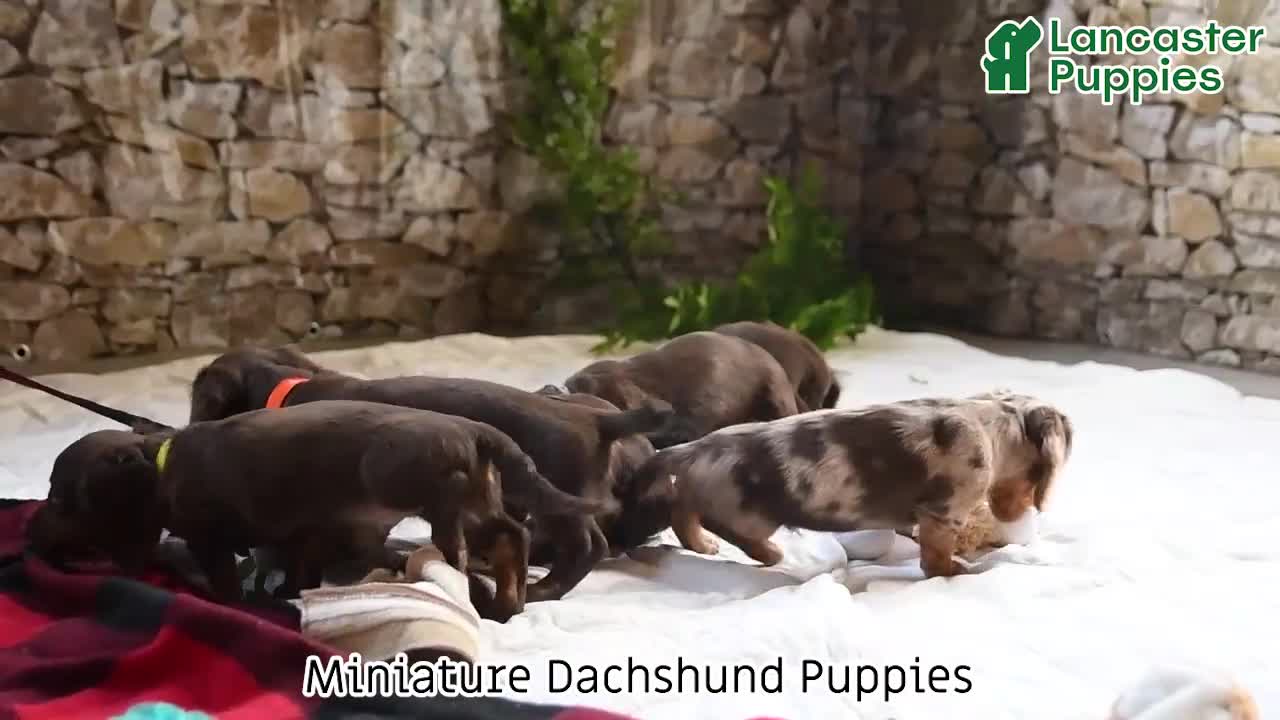 Miniature Dachshund dogs for sale: Moe  - Video 1