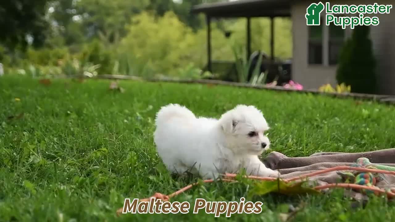 Maltese dogs for sale: Tyler - Video 1