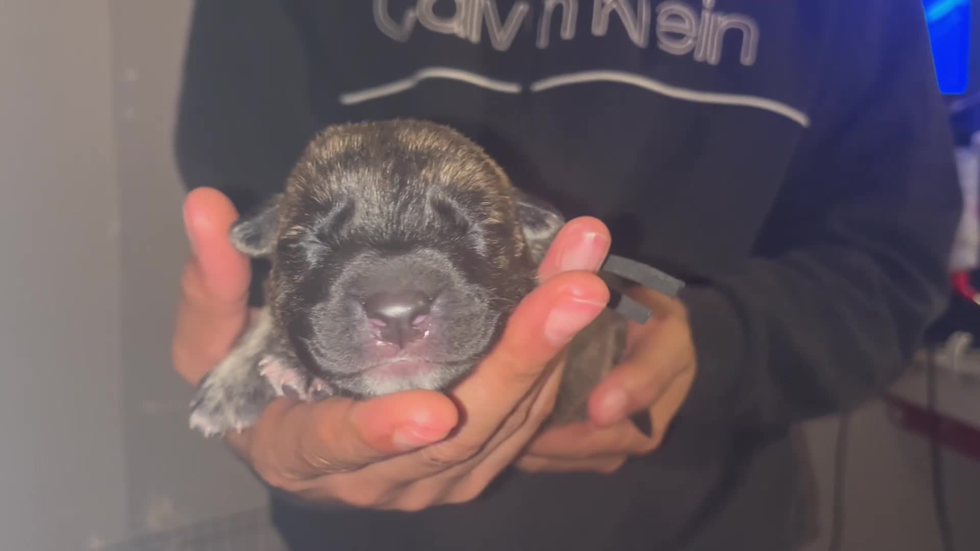 Mixed Breed dogs for sale: GREEN - Video 2