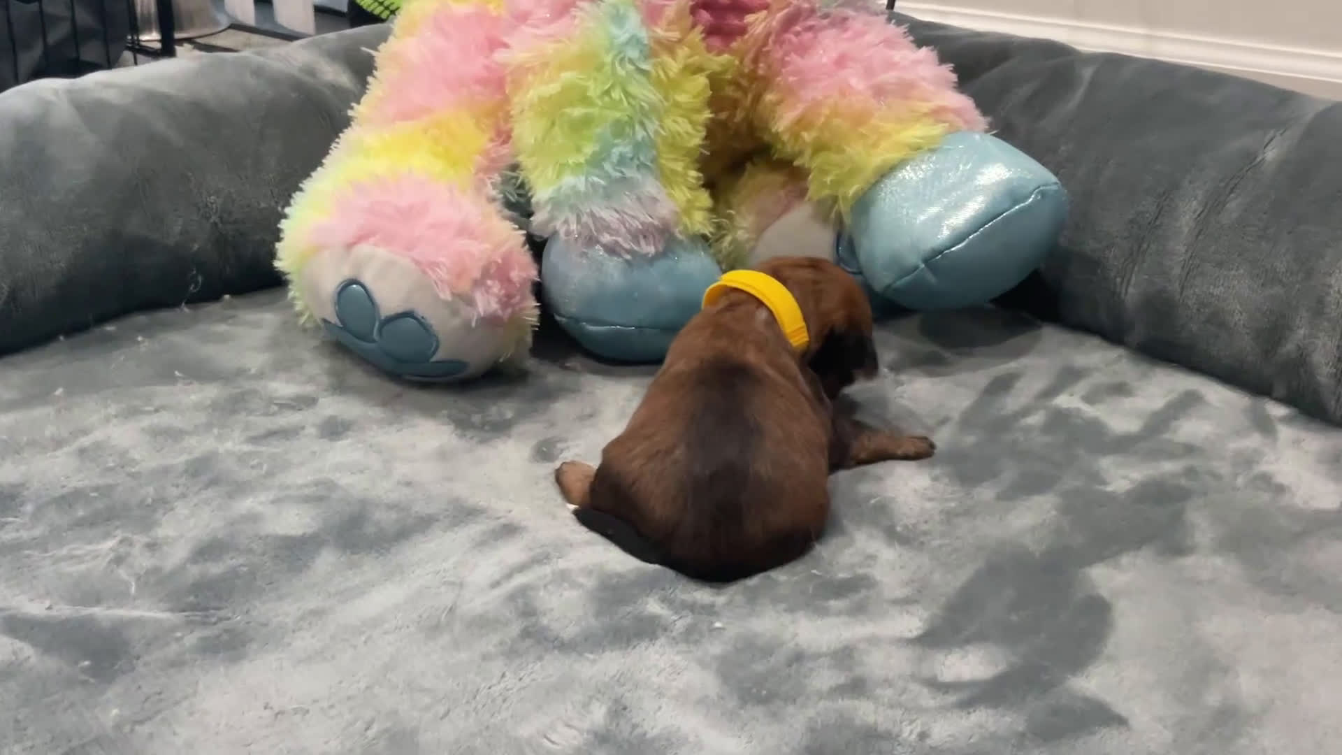 Shorkie dogs for sale: Daisy - Video 2