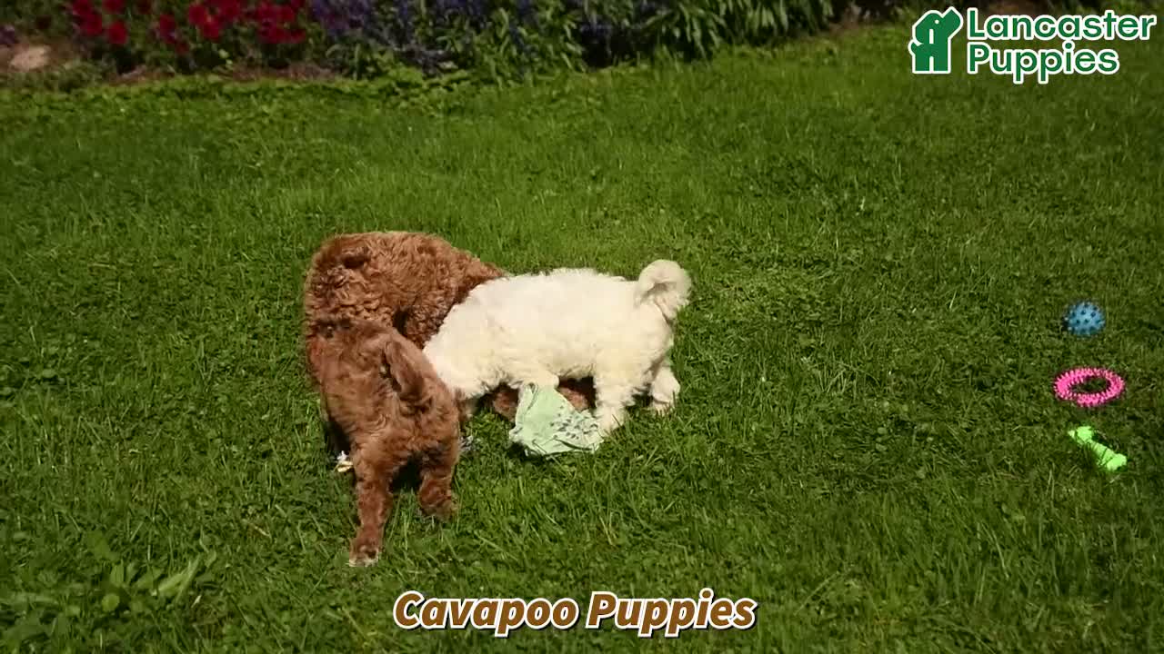 Cavapoo dogs for sale: Wellington - Video 1