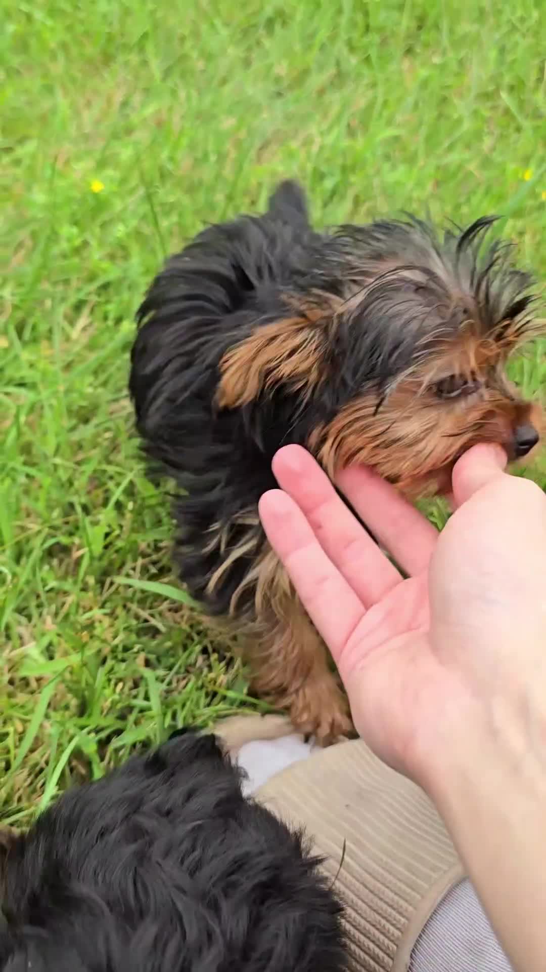 Yorkshire Terrier dogs for sale: Macy - Video 1