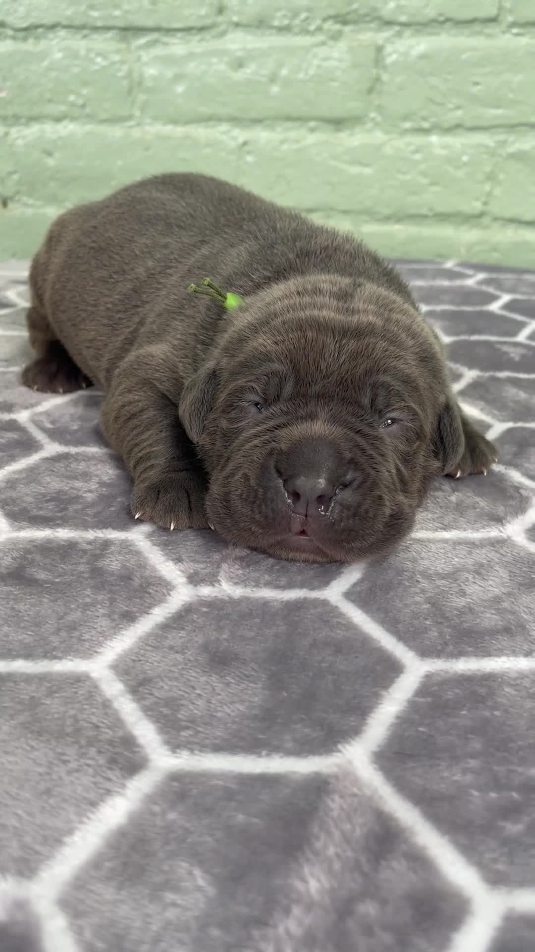 Cane Corso dogs for sale: Cane Corso 4 - Video 1