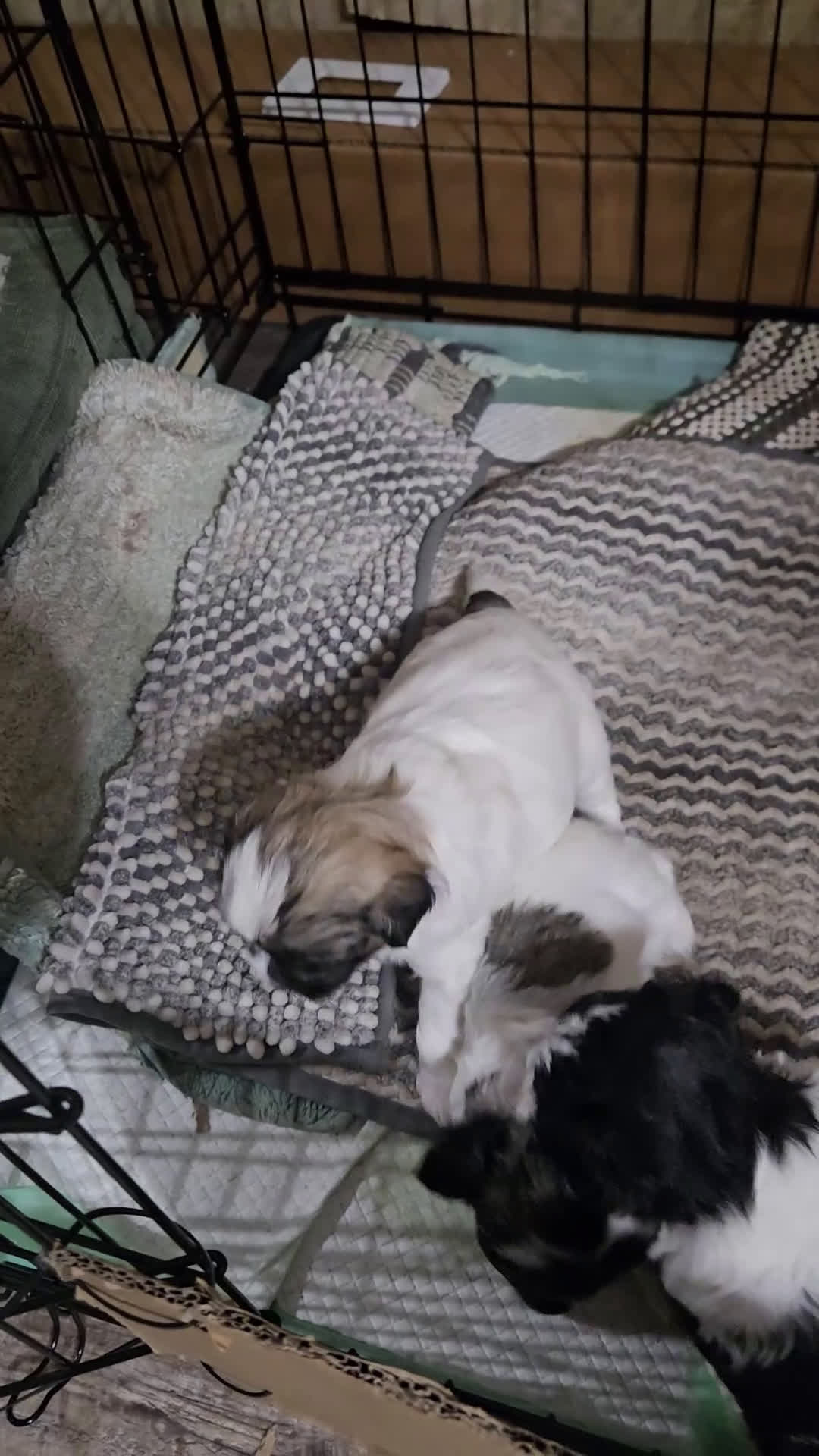 Mixed Breed dogs for sale: Female 2 - Video 1