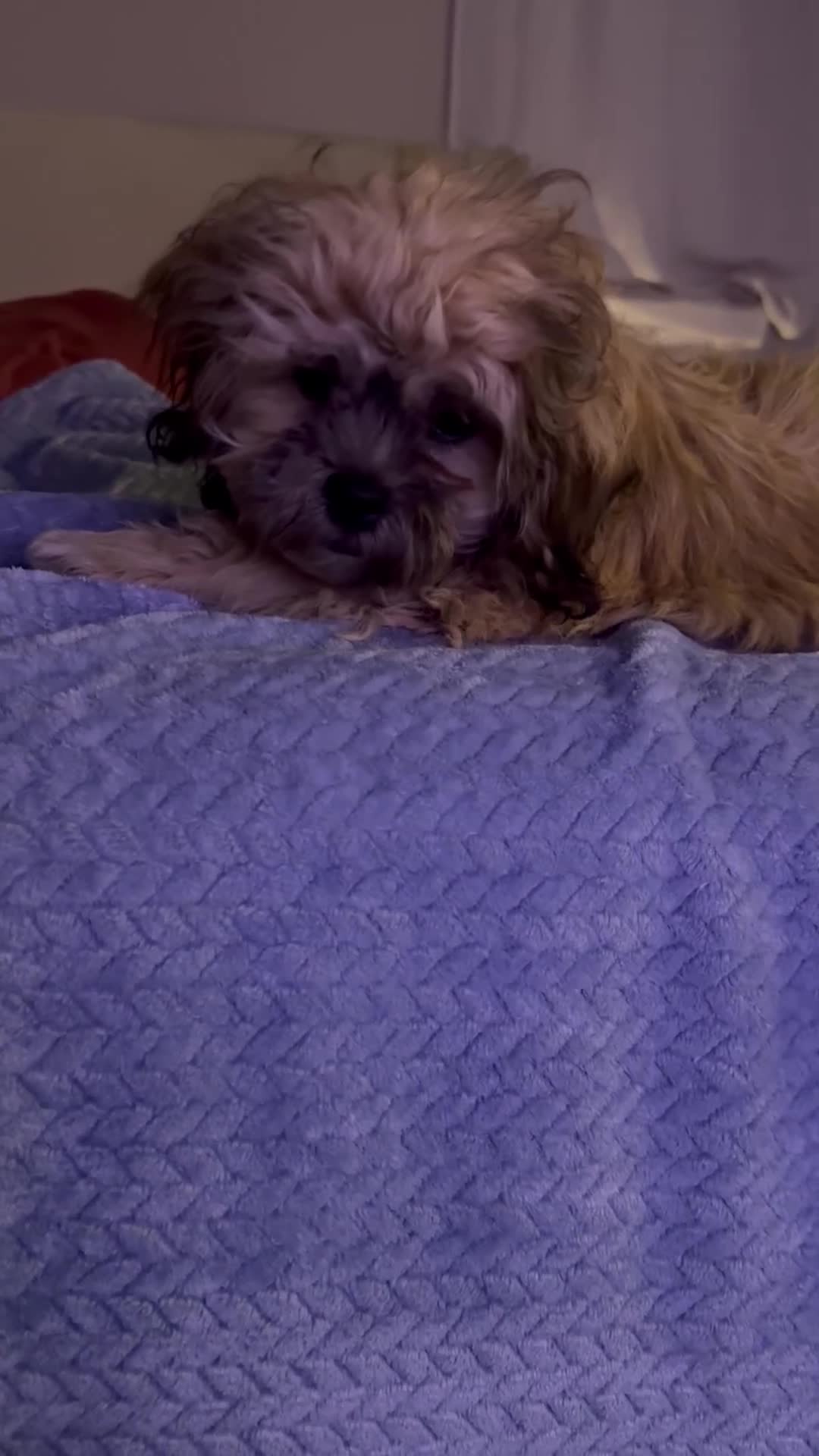 Shih Tzu dogs for sale: Shih Tzu Puppy 1 - Video 1