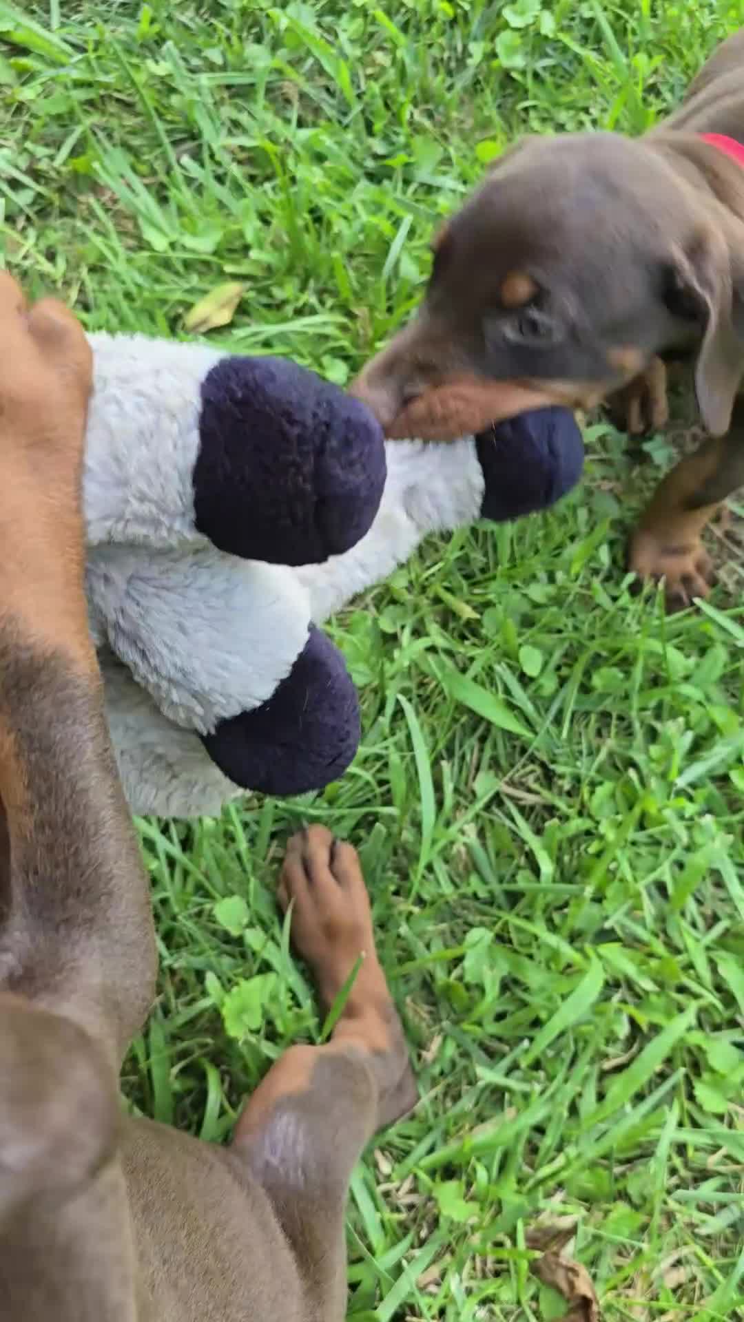 Doberman Pinscher dogs for sale: Copper - Video 1