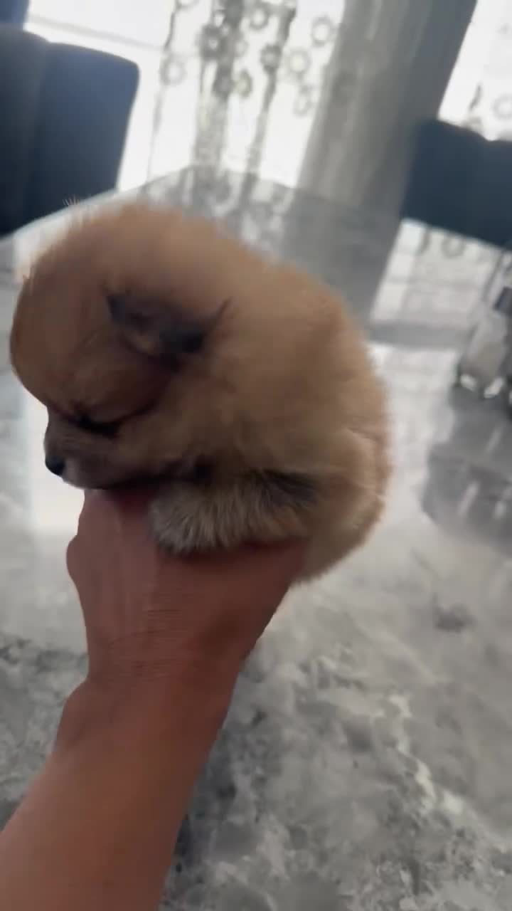 Pomeranian dogs for sale: Pomeranian 1 - Video 1