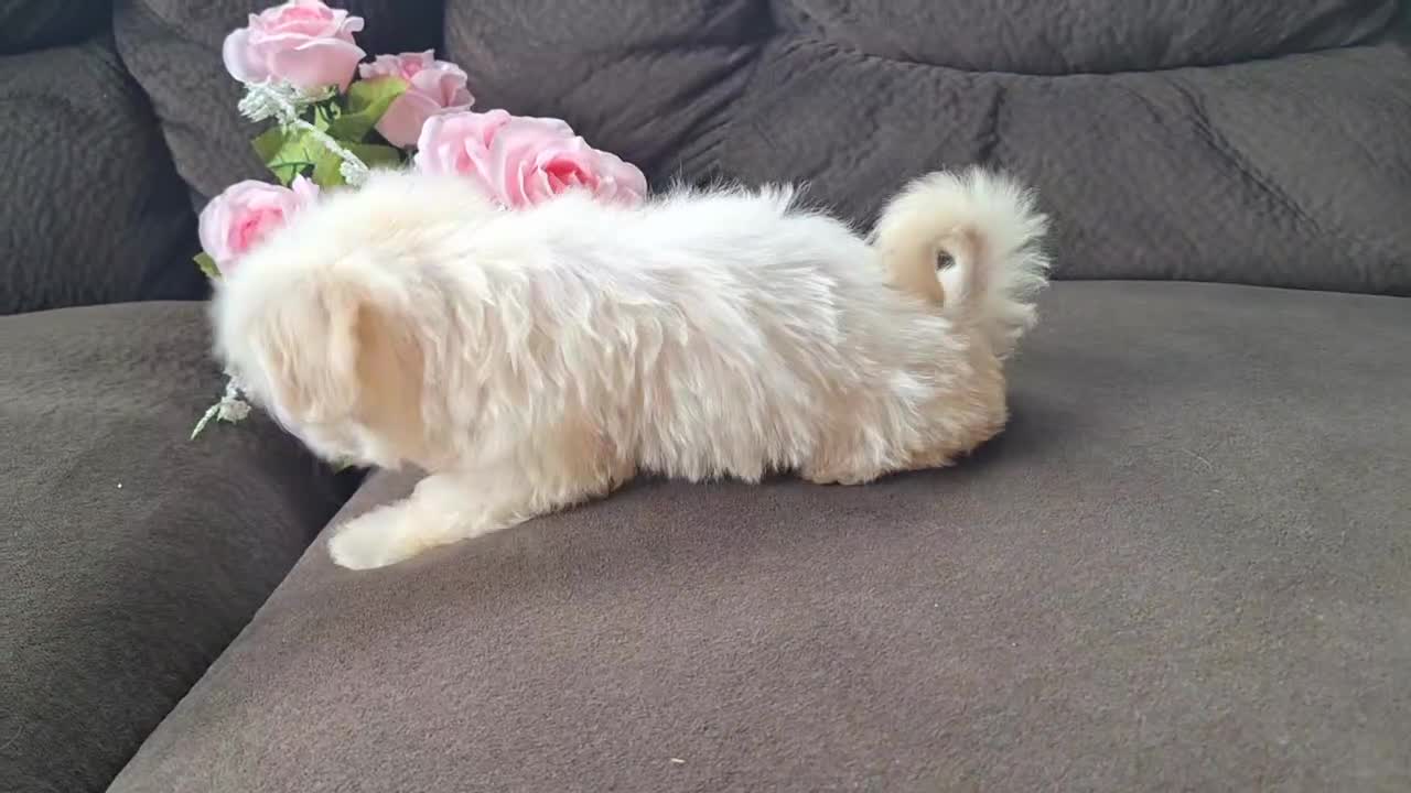 Maltese dogs for sale: Snowbird - Video 2