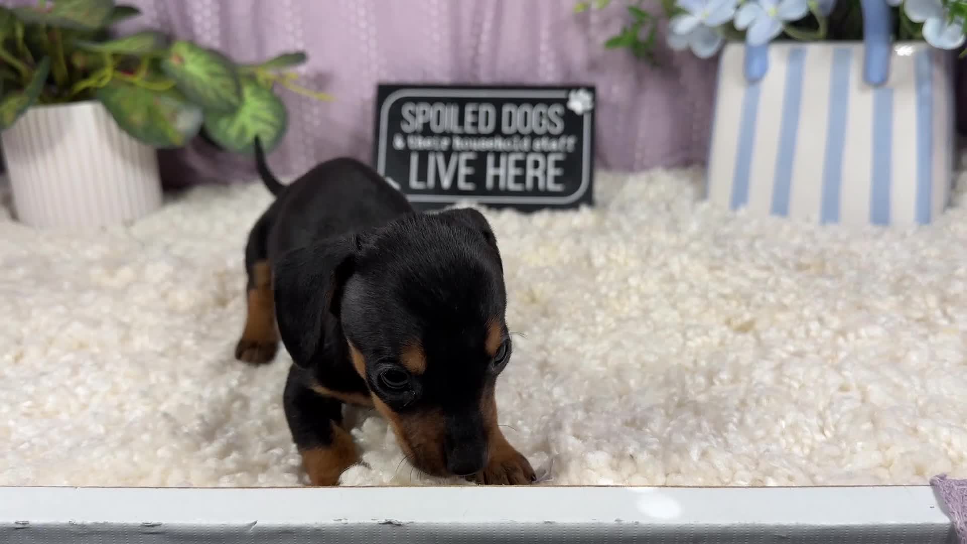 Miniature Dachshund dogs for sale: Miniature Dachshund 1 - Video 1