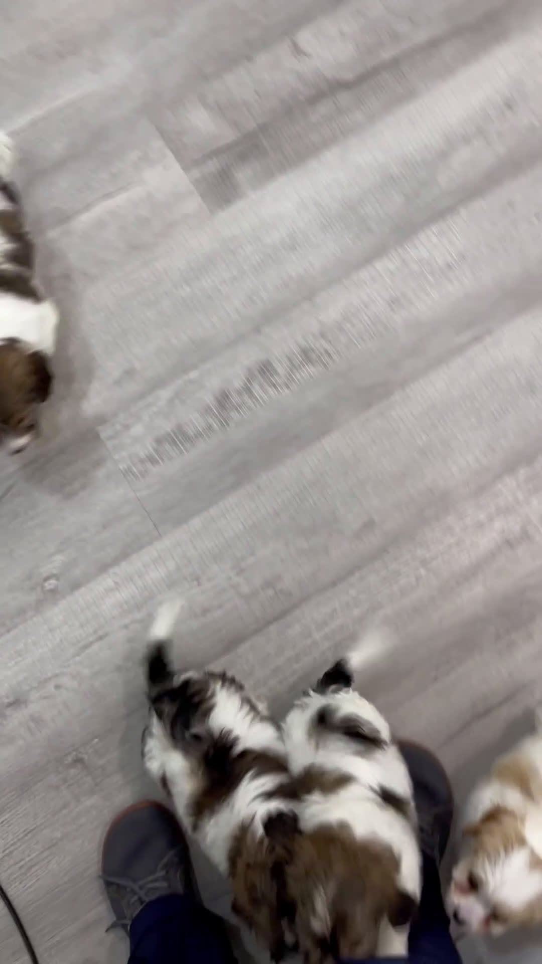 Cavapoo dogs for sale: Ollie - Video 2