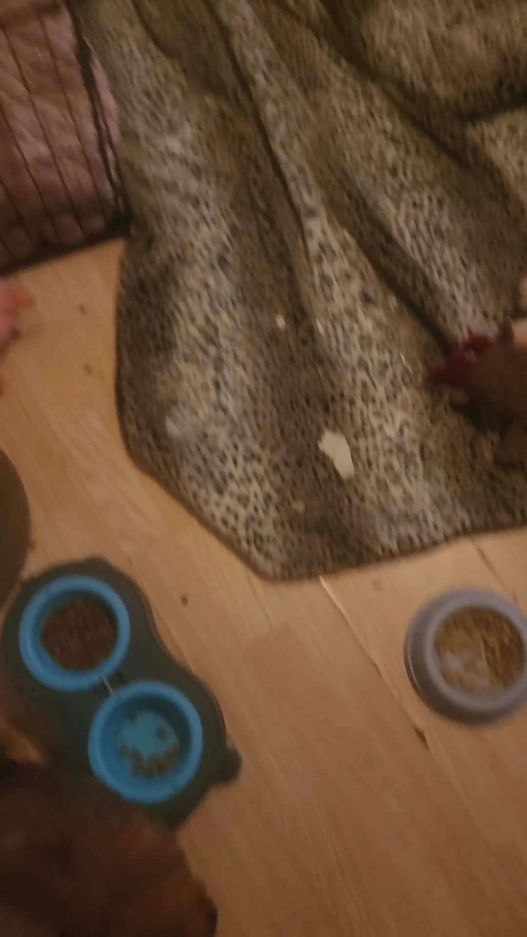Pomapoo dogs for sale: Pomapoo 2 - Video 2