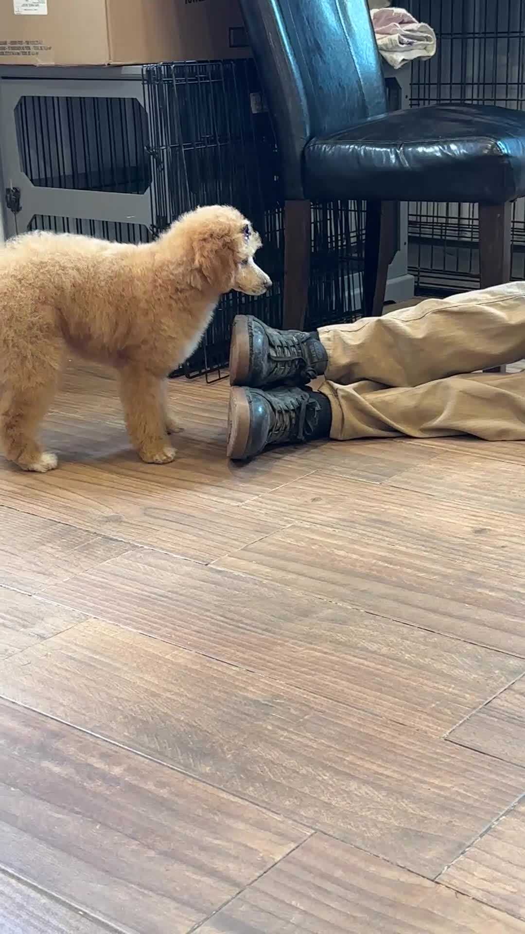 Miniature Poodle dogs for sale: Minnie - Video 1