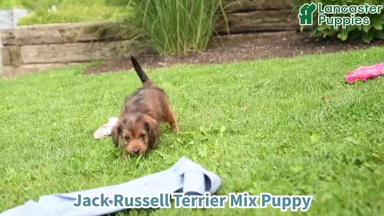Mixed Breed dogs for sale: Daisy - Video 1