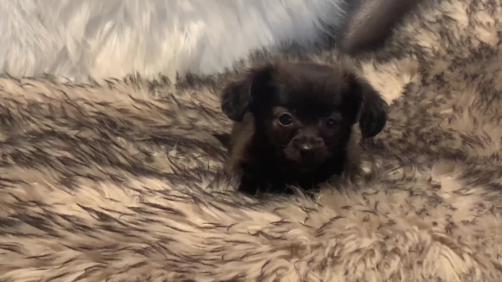 Chiweenie dogs for sale: Toy size BEAU~!!! - Video 1