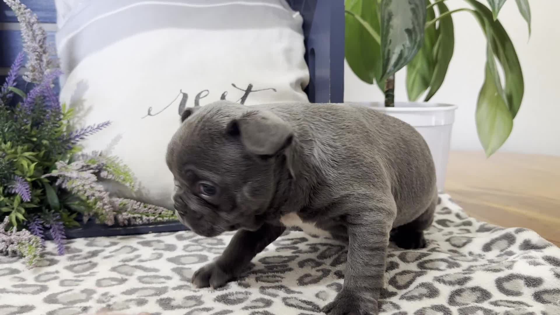 French Bulldog dogs for sale: Franky - Video 1