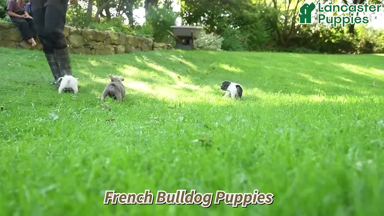 French Bulldog dogs for sale: Antonine - Video 1