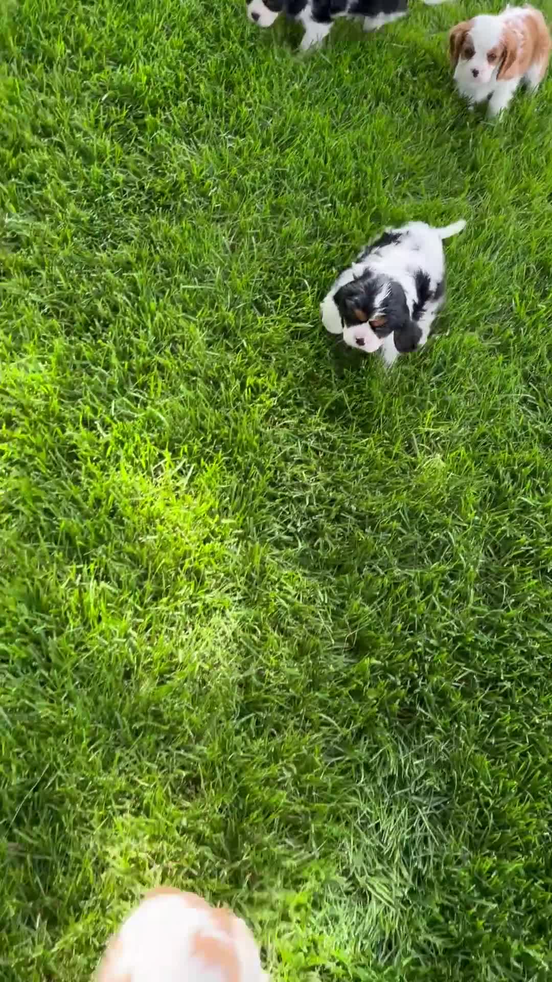 Cavalier King Charles Spaniel dogs for sale: Taco - Video 2