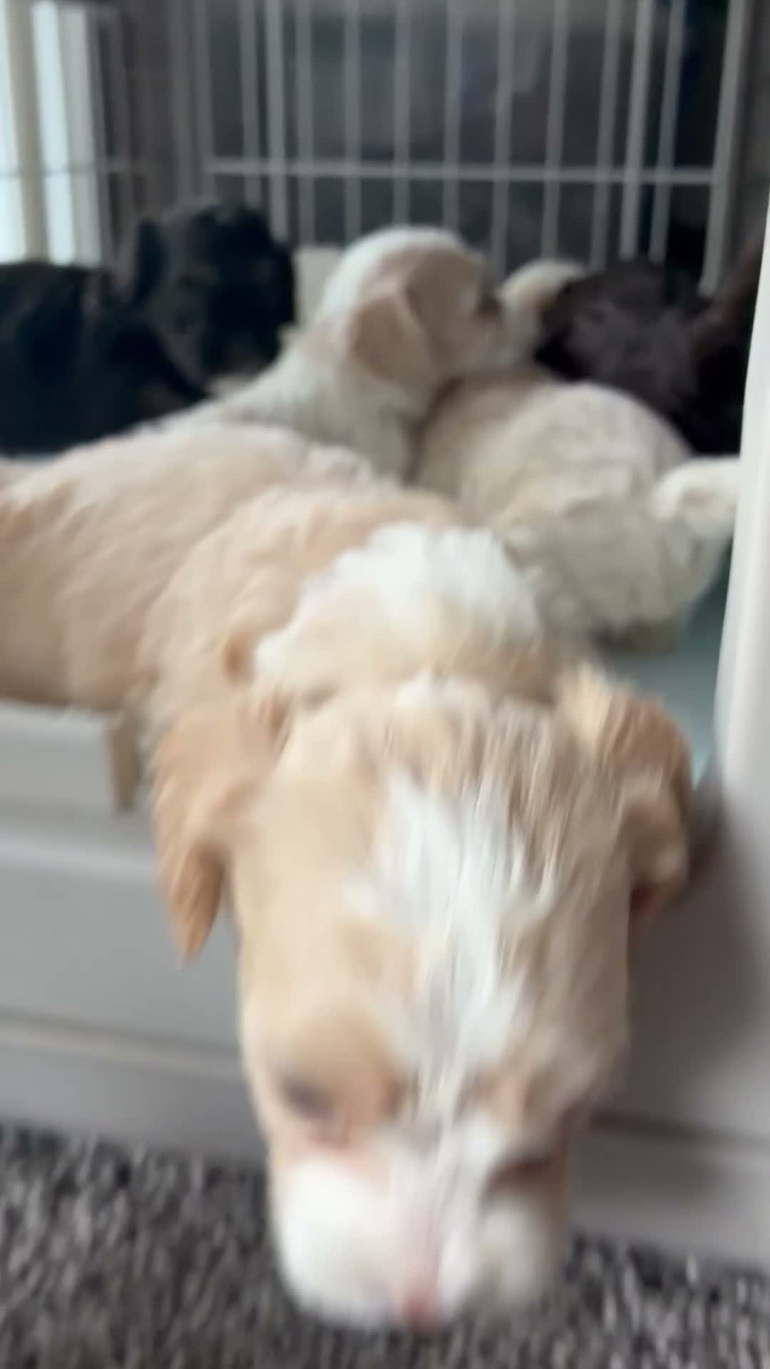 Cockapoo dogs for sale:  6. Little man - Video 1