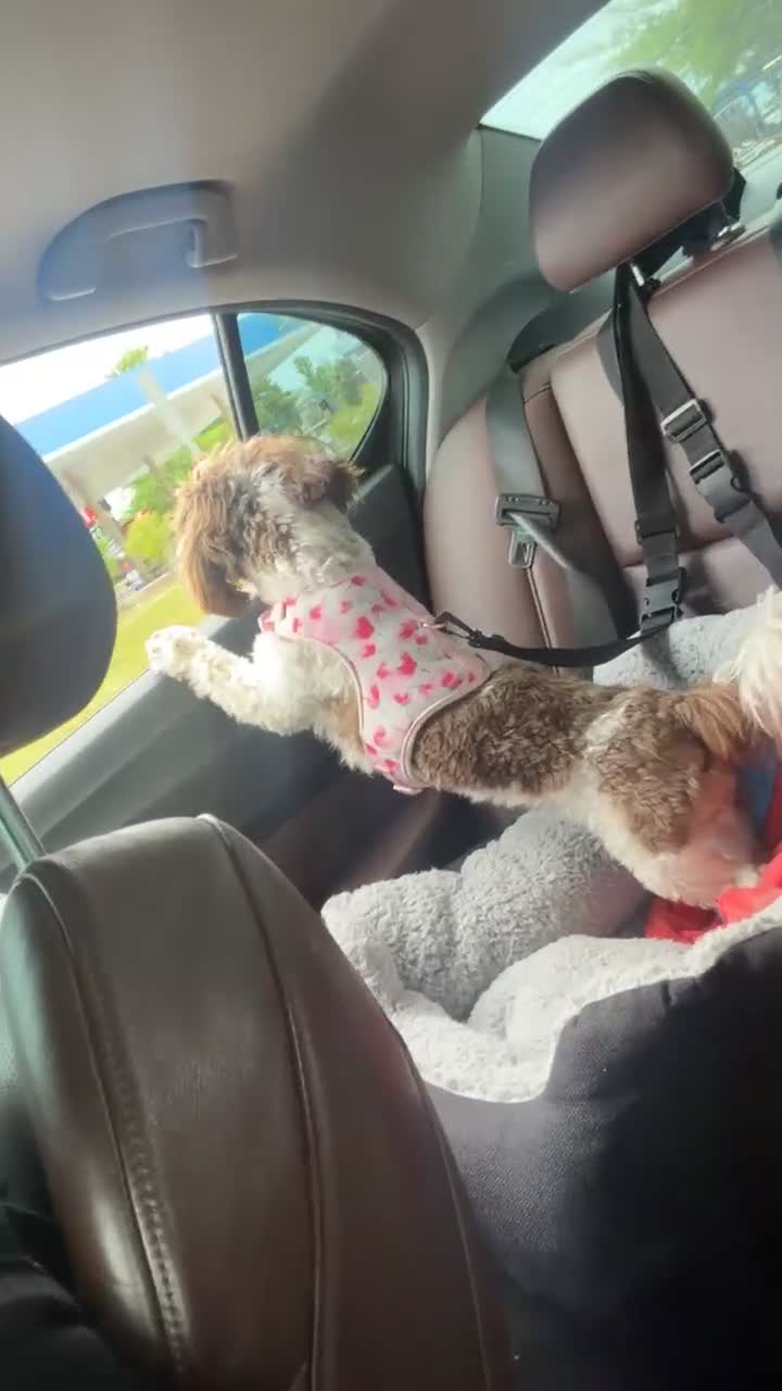 Shih Tzu dogs for sale: Shih Tzu Puppy 1 - Video 1