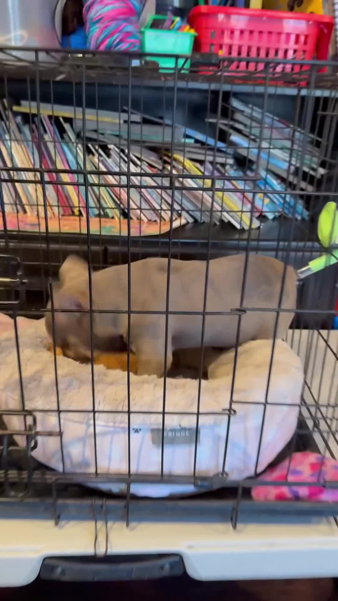 French Bulldog dogs for sale: COCO-ISABELLA Fluffy Carrier in CALI, USA DELIVERY AVAILABLE! - Video 1
