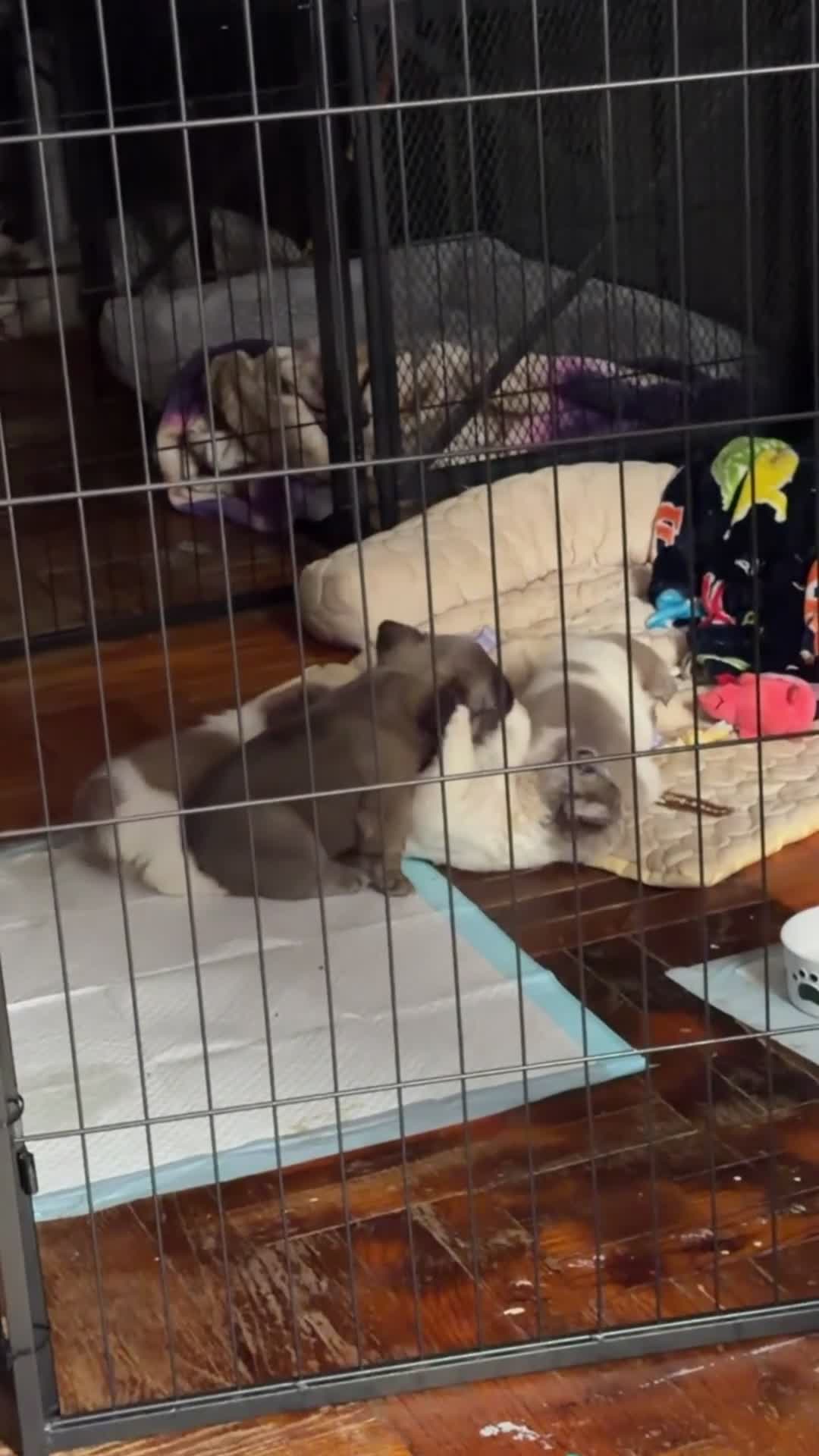 French Bulldog dogs for sale: Daisy - Video 3